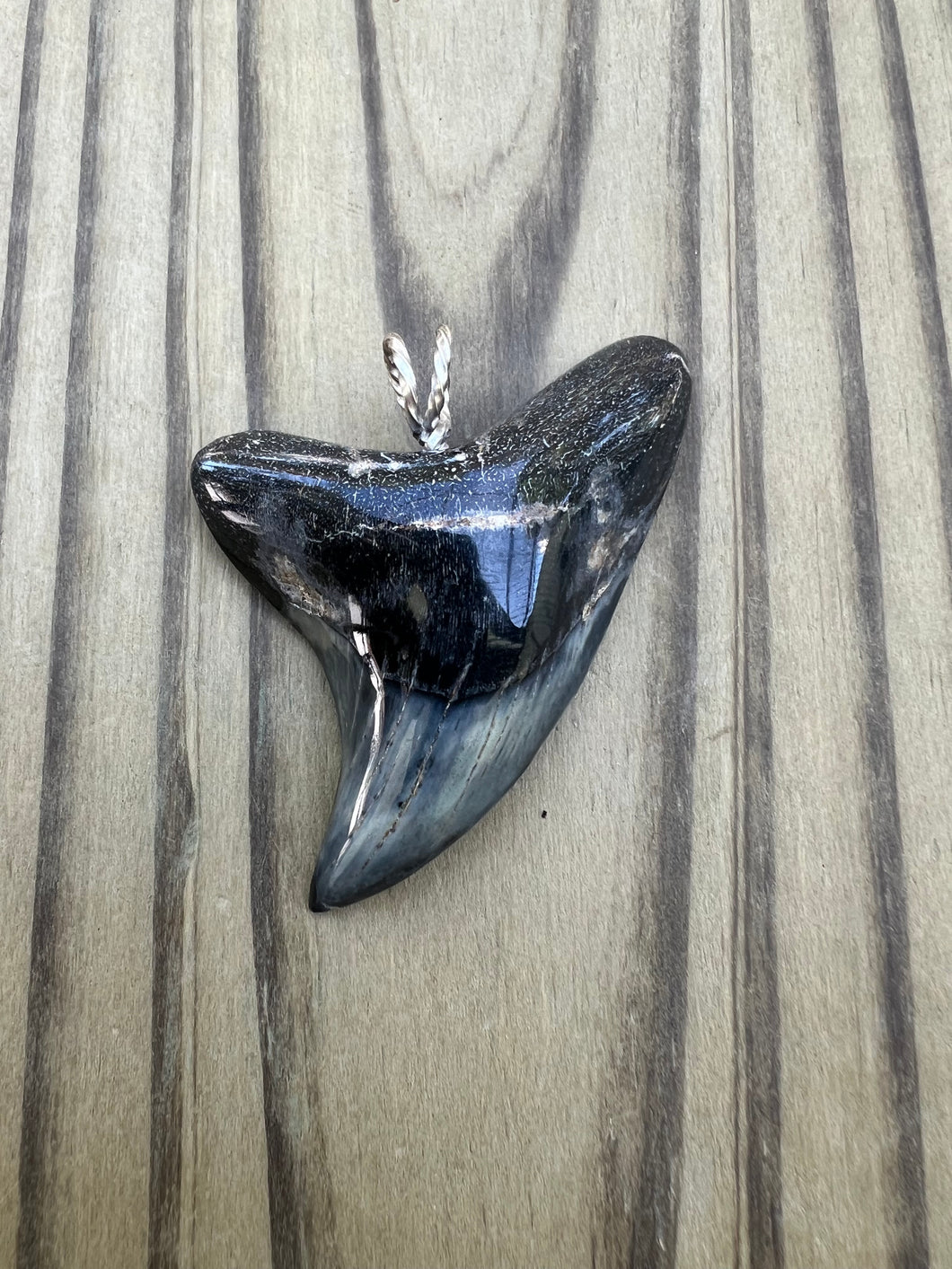 2 1/4 Inch Polished Parotodus Benedeni Shark Tooth Pendant