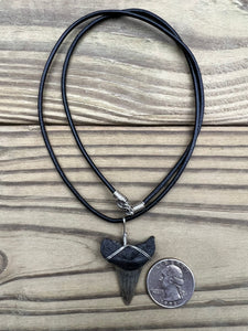 1 7/16 Inch Fossil Mako Shark Tooth Necklace