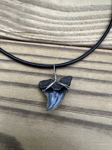 Fossilized Hemipristis Shark Tooth Necklace Right Tip