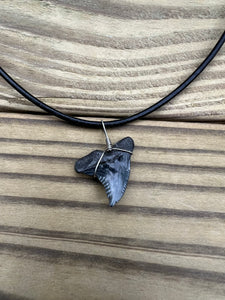 Fossil Hemipristis Shark Tooth Necklace Right Tip