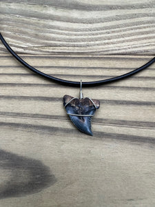 Fossil Hemipristis Shark Necklace Right Tip