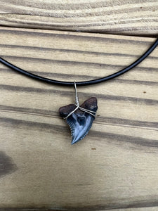 Fossil Hemipristis Shark Necklace Right Tip