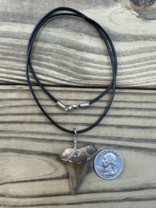 1 11/16 Inch Fossilized Mako Shark Tooth Necklace