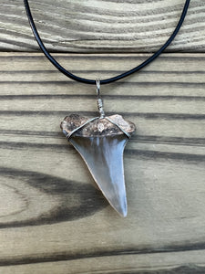 1 11/16 Inch Fossilized Mako Shark Tooth Necklace