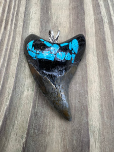 2 9/16 Inch Turquoise Gemstone Inlayed Parotodus Benedeni Shark Tooth Pendant