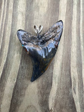 Load image into Gallery viewer, 2 7/16 Inch Turquoise Gemstone Inlayed Parotodus Benedeni Shark Tooth Pendant
