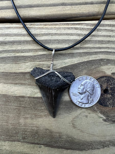 1 9/16 Inch Fossilized Mako Shark Tooth Necklace