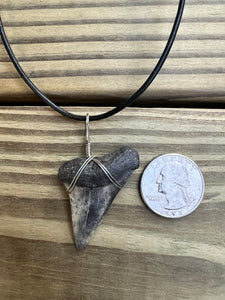 1 11/16 Inch Fossilized Mako Shark Necklace