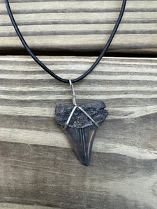 1 1/2 Inch Authentic Fossil Mako Shark Necklace