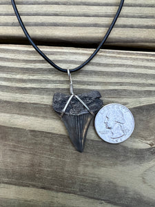 1 1/2 Inch Authentic Fossil Mako Shark Necklace