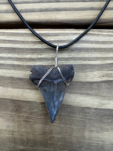 1 1/2 Inch Authentic Fossil Mako Shark Necklace