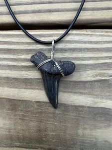 1 11/16 Inch Authentic Fossil Mako Shark Necklace