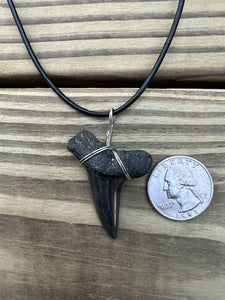 1 11/16 Inch Authentic Fossil Mako Shark Necklace