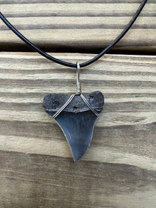 1 3/8 Inch Fossilized Mako Shark Necklace