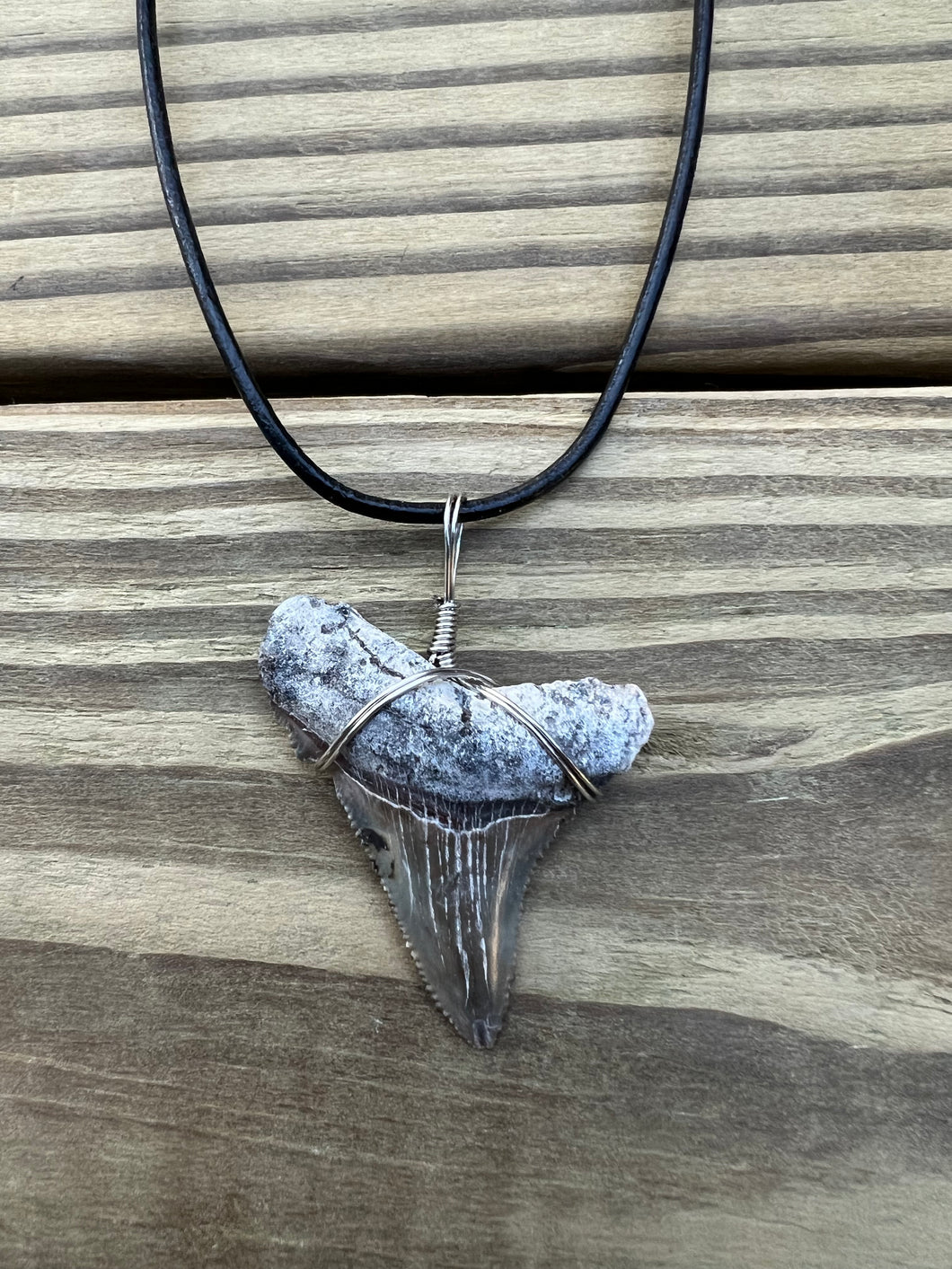 1 11/16 inch Fossilized Angustiden Shark Tooth Necklace