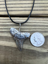 Load image into Gallery viewer, 1 11/16 inch Fossilized Angustiden Shark Tooth Necklace
