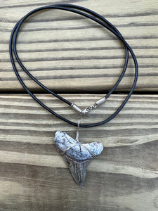 1 11/16 inch Fossilized Angustiden Shark Tooth Necklace