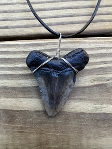 1 15/16 inch Fossil Megalodon Shark Tooth Necklace