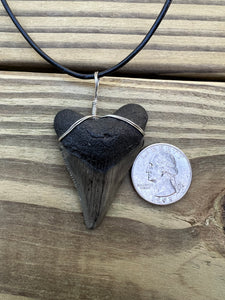 2 inch Fossil Megalodon Shark Tooth Necklace