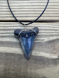 2 1/16 inch Fossil Angustiden Shark Tooth Necklace