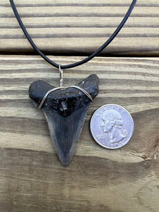 2 1/16 inch Fossil Angustiden Shark Tooth Necklace