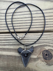 2 1/16 inch Fossil Angustiden Shark Tooth Necklace