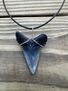 2 1/16 inch Fossil Angustiden Shark Tooth Necklace