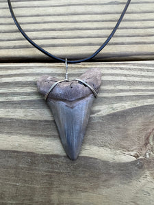 2 1/8 inch Fossil Angustiden Shark Tooth Necklace