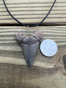 2 1/8 inch Fossil Angustiden Shark Tooth Necklace