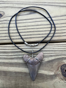 2 1/8 inch Fossil Angustiden Shark Tooth Necklace