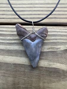 2 1/8 inch Fossil Angustiden Shark Tooth Necklace