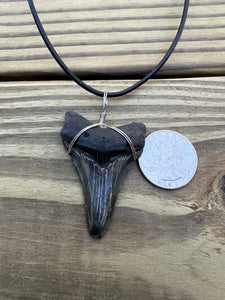 2 inch Fossil Angustiden Shark Tooth Necklace