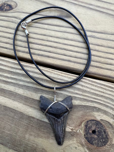 2 inch Fossil Angustiden Shark Tooth Necklace