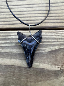 2 inch Fossil Angustiden Shark Tooth Necklace