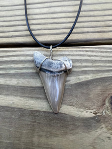 2 1/16 inch Fossilized Angustiden Shark Tooth Necklace