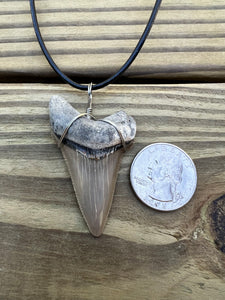 2 1/16 inch Fossilized Angustiden Shark Tooth Necklace