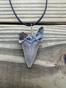 2 1/16 inch Fossilized Angustiden Shark Tooth Necklace