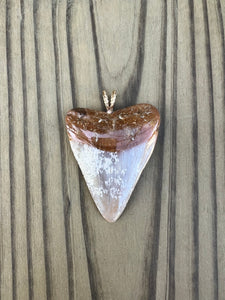 2 3/16 Inch Polished Great White Shark Tooth Pendant