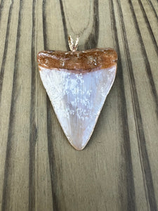 2 3/16 Inch Polished Great White Shark Tooth Pendant