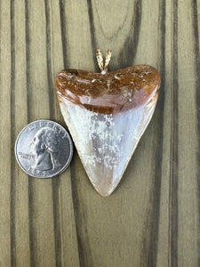 2 3/16 Inch Polished Great White Shark Tooth Pendant