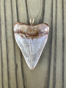 2 3/16 Inch Polished Great White Shark Tooth Pendant