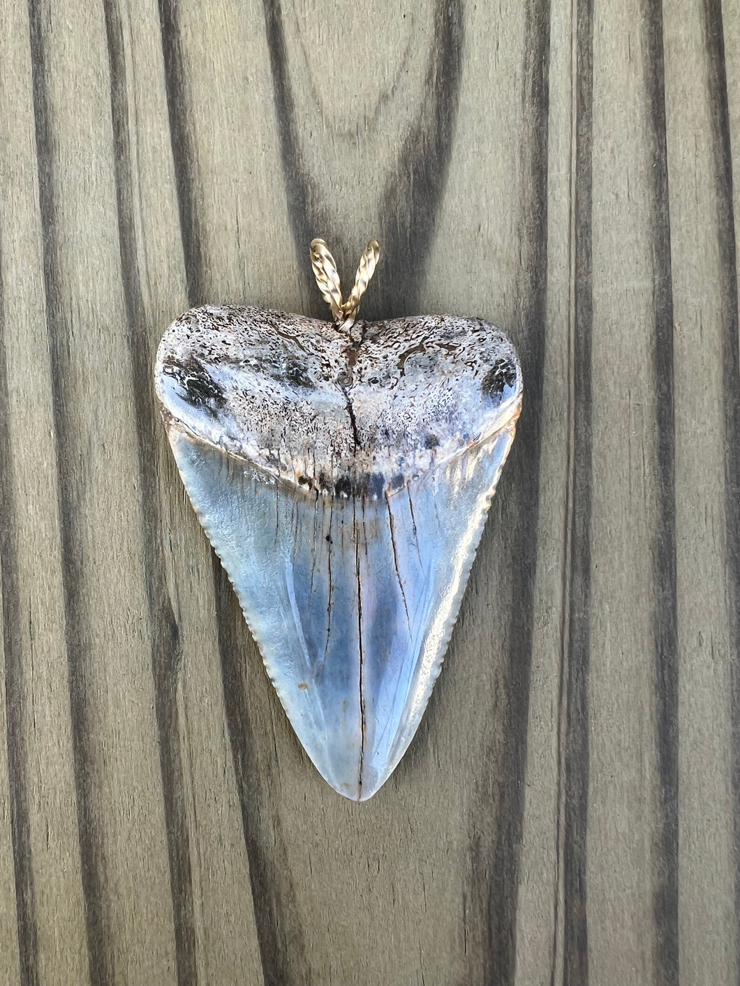 2 5/16 Inch Polished Great White Shark Tooth Pendant