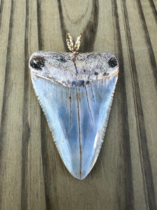 2 5/16 Inch Polished Great White Shark Tooth Pendant