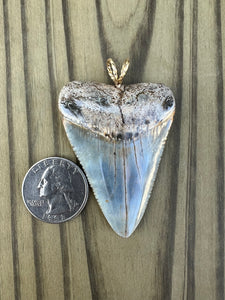 2 5/16 Inch Polished Great White Shark Tooth Pendant