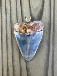 2 5/16 Inch Polished Great White Shark Tooth Pendant