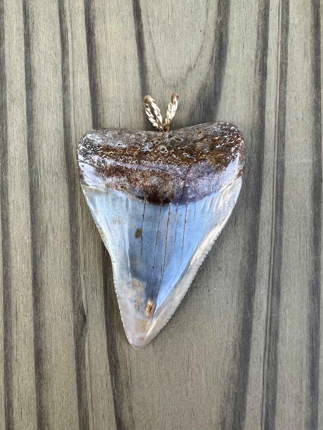 2-5/16 Inch Polished Great White Shark Tooth Pendant