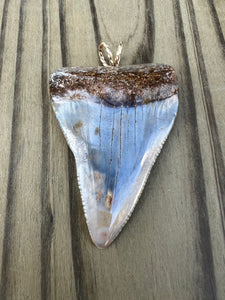 2-5/16 Inch Polished Great White Shark Tooth Pendant