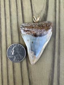 2-5/16 Inch Polished Great White Shark Tooth Pendant