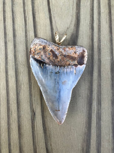 2-5/16 Inch Polished Great White Shark Tooth Pendant