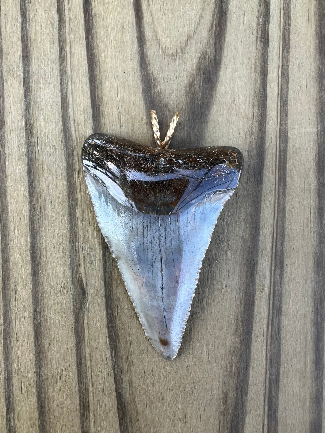 2 1/4 Inch Polished Great White Shark Tooth Pendant